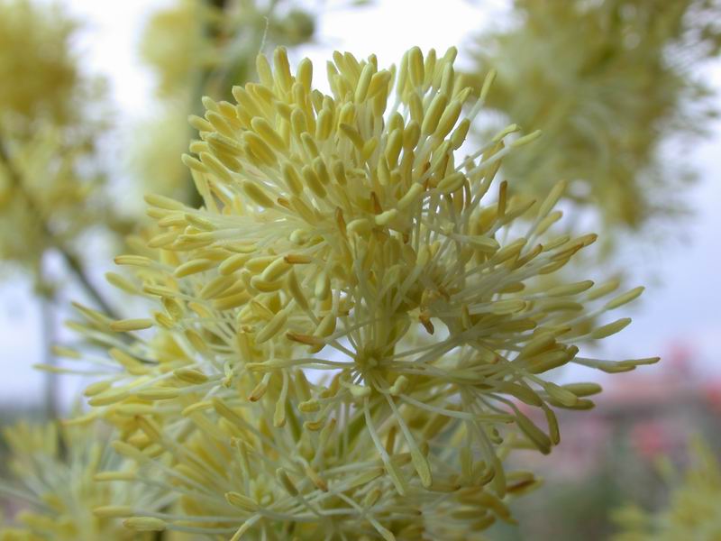 Thalictrum lucidum / Pigamo maggiore